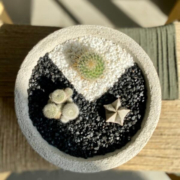Aranžman Cactus