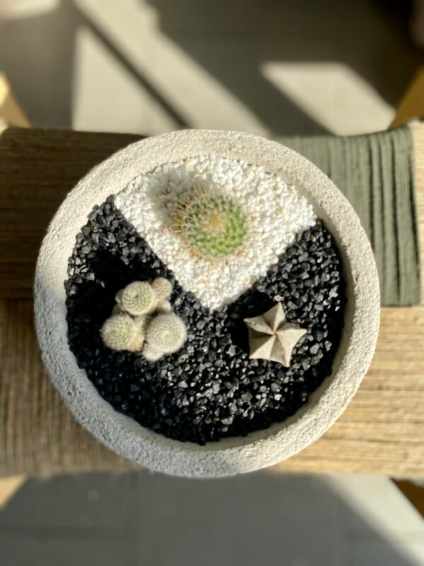 Aranžman Cactus