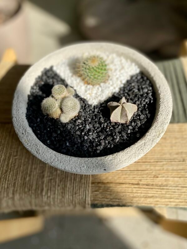 Aranžman Cactus - Image 2