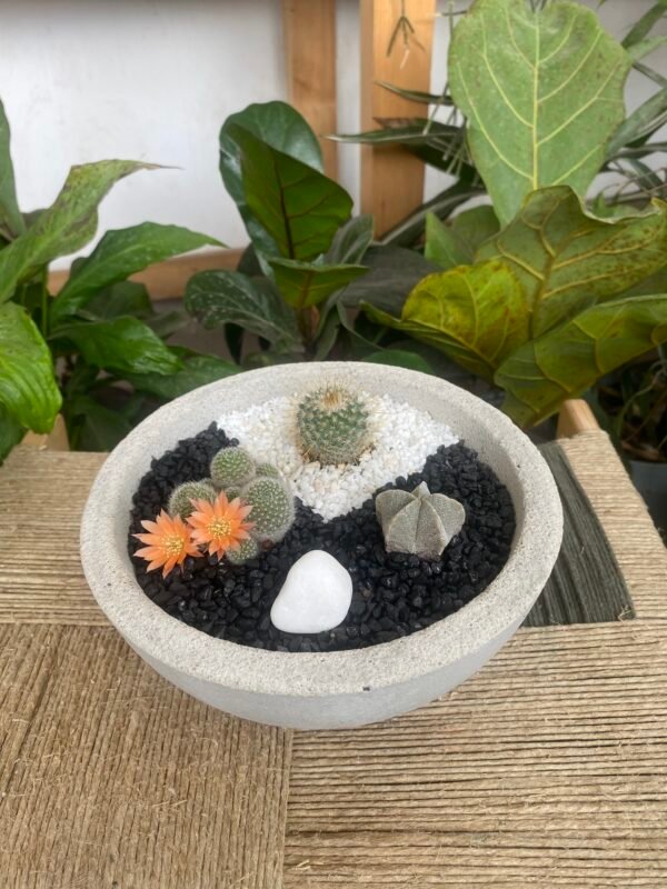 Aranžman Cactus - Image 4